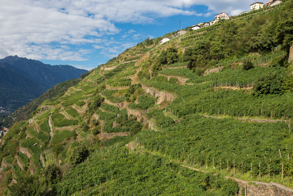 terrazzamenti a vigneto in provincia di sondrio