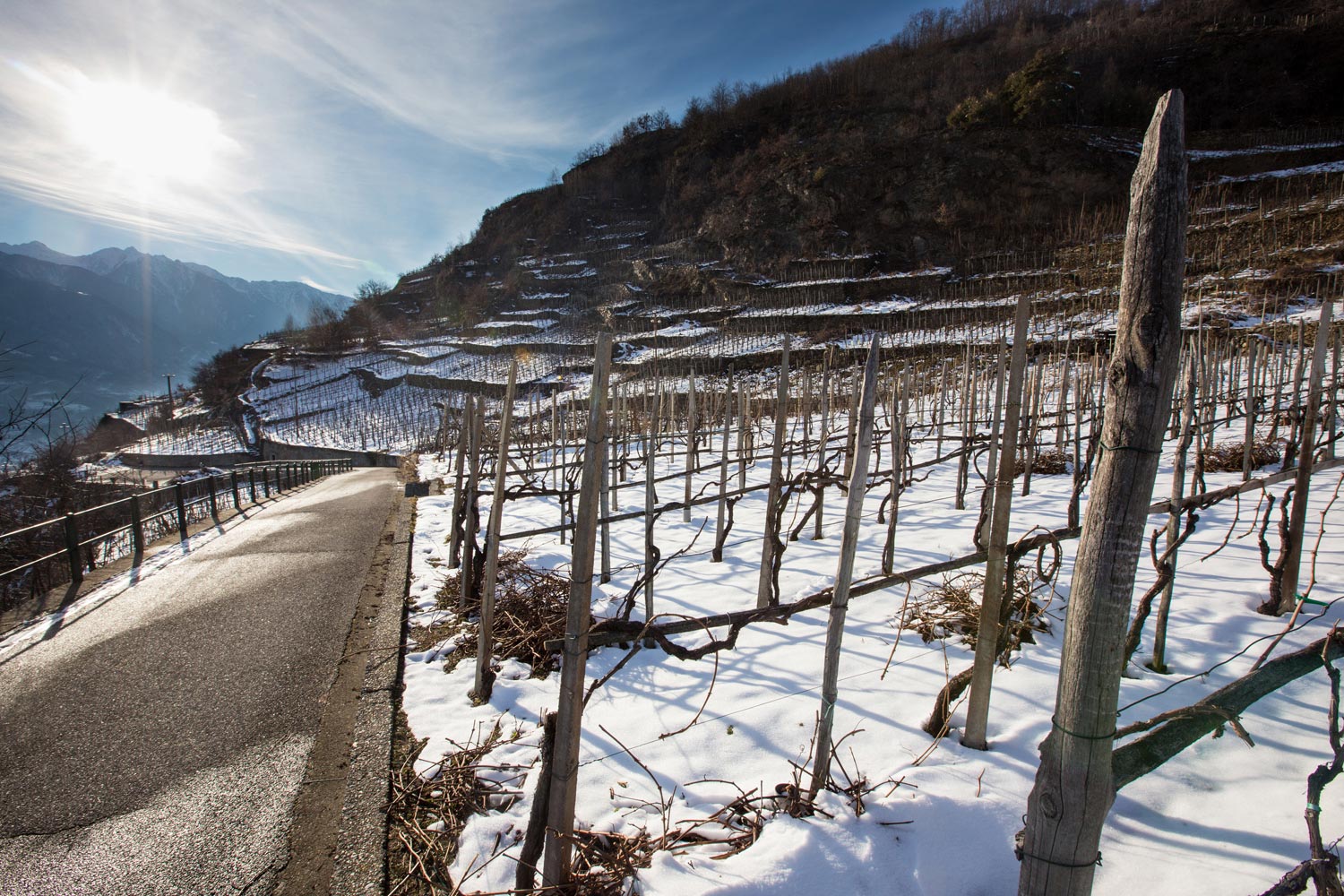 vigneti invernali in valtellina